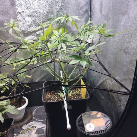 White Widow fem growlog timeline photo