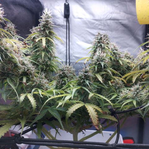 White Widow auto #1 growlog timeline photo