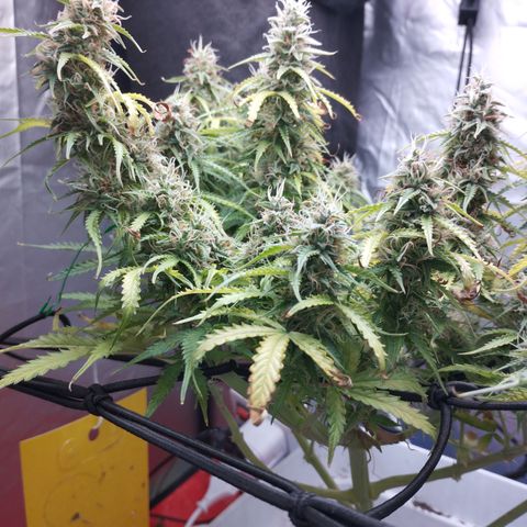 White Widow auto #1 growlog timeline photo