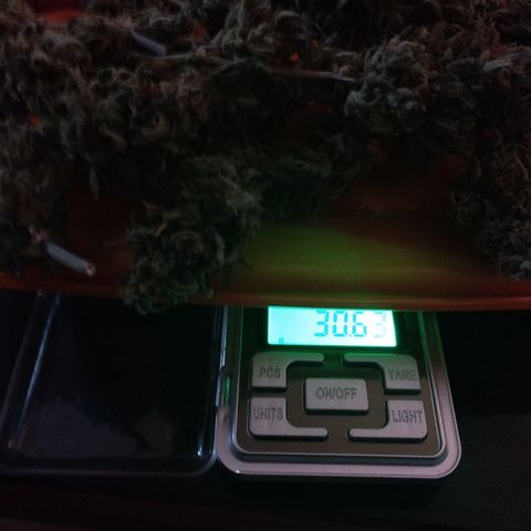 Cheese auto growlog photo: 30,62