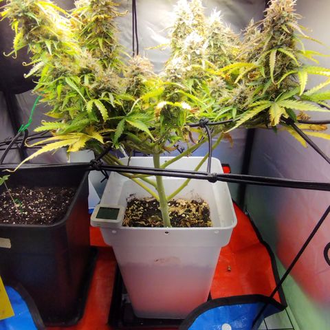 White Widow auto #1 growlog timeline photo