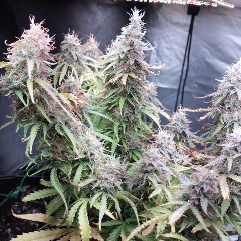 White Widow auto #1 growlog timeline photo
