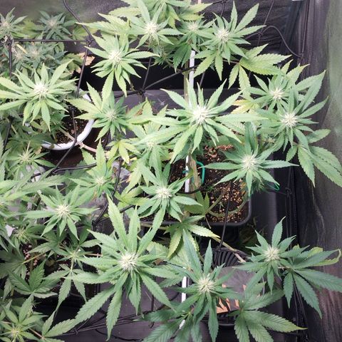 White Widow fem growlog timeline photo