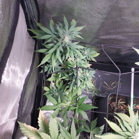 OG Kush auto growlog timeline photo