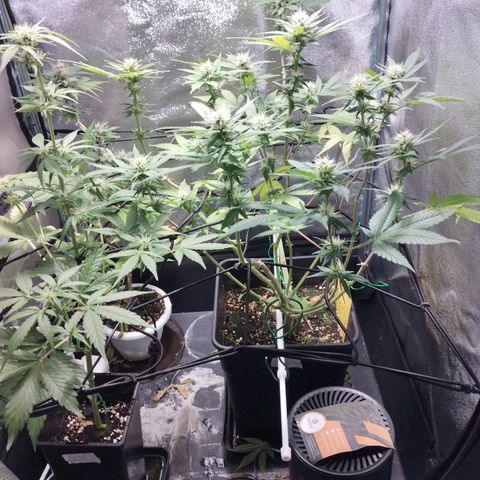 White Widow fem growlog timeline photo