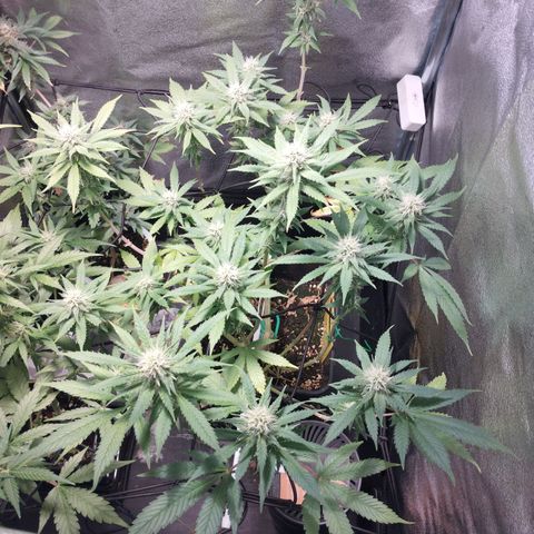 White Widow fem growlog timeline photo
