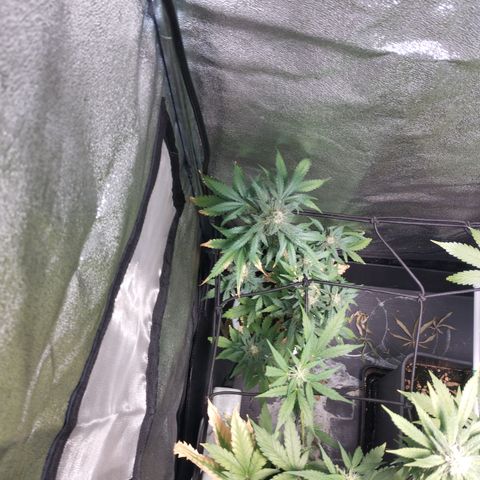 OG Kush auto growlog timeline photo