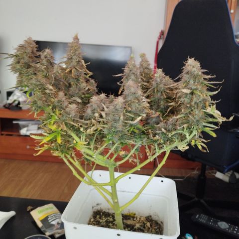 White Widow auto #1 growlog timeline photo