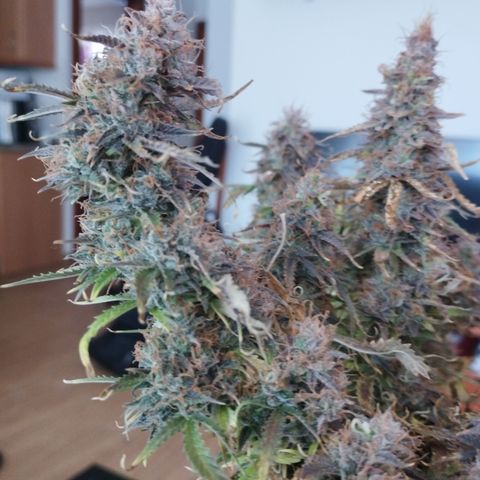 White Widow auto #1 growlog timeline photo
