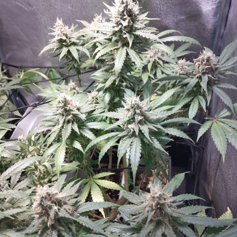 White Widow fem growlog timeline photo