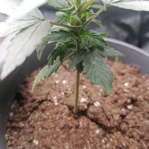 Jack 47 XL Auto PRIMERA growlog timeline photo