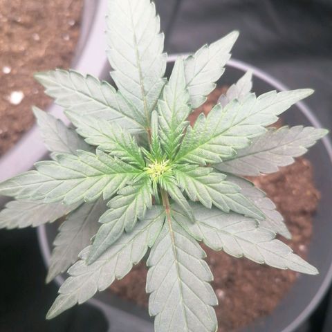 Jack 47 XL Auto PRIMERA growlog timeline photo