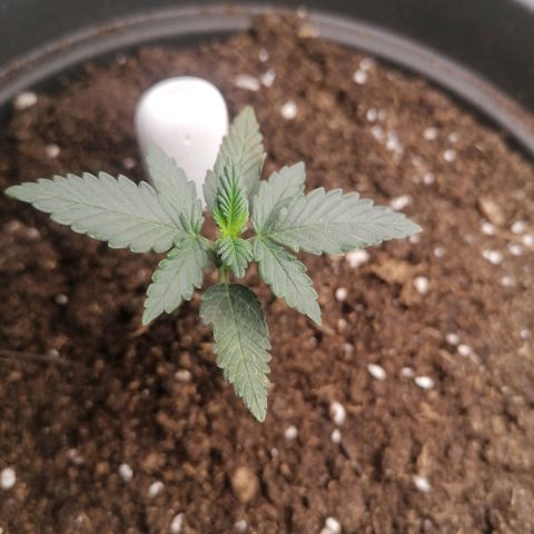 Jack 47 XL Auto SEGUNDA growlog timeline photo