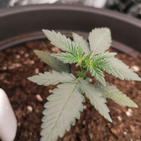 Jack 47 XL Auto SEGUNDA growlog timeline photo