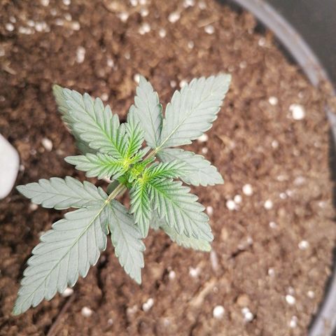 Jack 47 XL Auto SEGUNDA growlog timeline photo