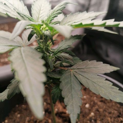 Jack 47 XL Auto PRIMERA growlog timeline photo