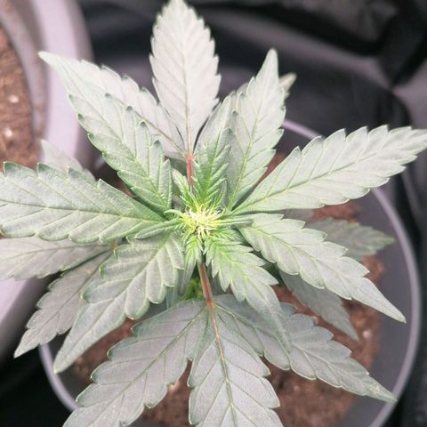 Jack 47 XL Auto PRIMERA growlog timeline photo