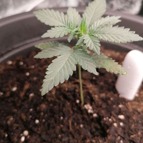 Jack 47 XL Auto SEGUNDA growlog timeline photo