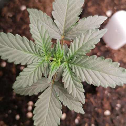 Jack 47 XL Auto SEGUNDA growlog timeline photo