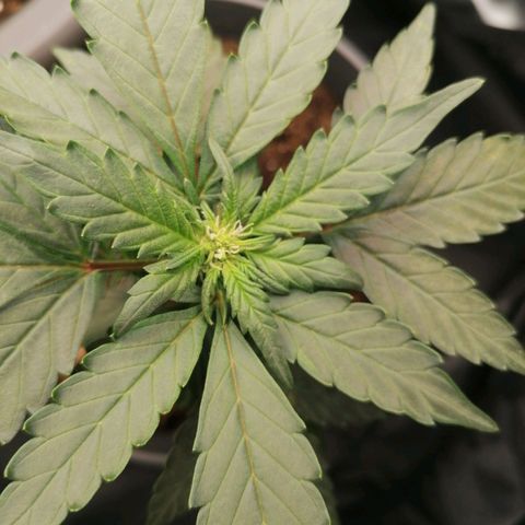 Jack 47 XL Auto PRIMERA growlog timeline photo