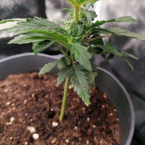 Jack 47 XL Auto PRIMERA growlog timeline photo