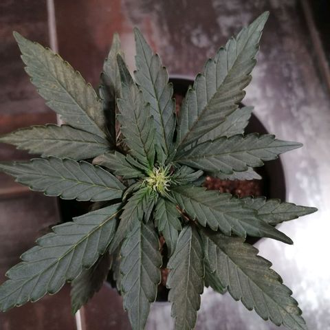Jack 47 XL Auto PRIMERA growlog timeline photo