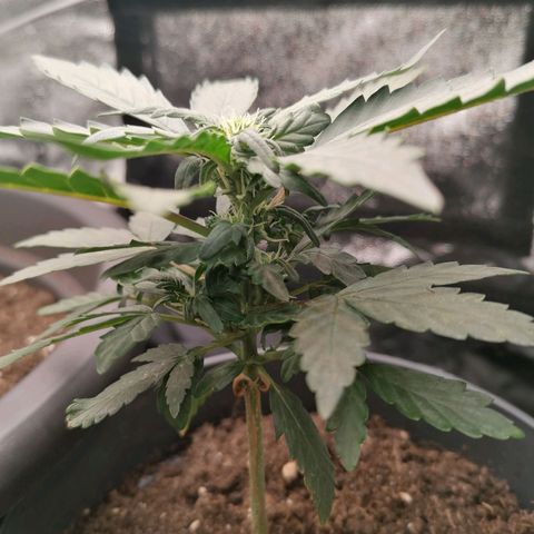 Jack 47 XL Auto PRIMERA growlog timeline photo