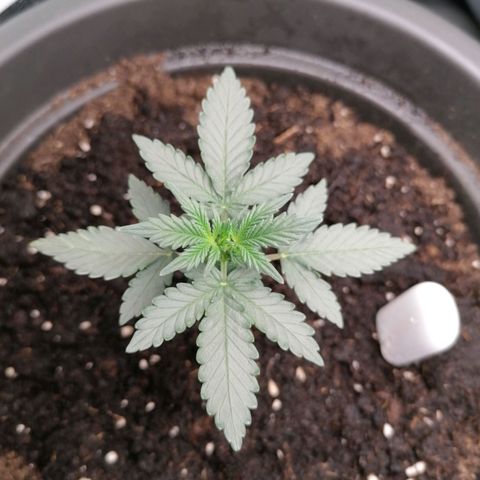 Jack 47 XL Auto SEGUNDA growlog timeline photo