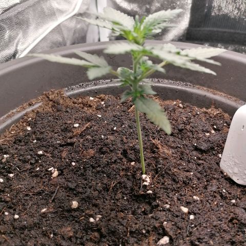 Jack 47 XL Auto SEGUNDA growlog timeline photo