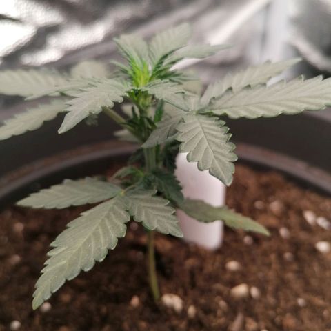 Jack 47 XL Auto SEGUNDA growlog timeline photo