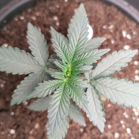 Jack 47 XL Auto SEGUNDA growlog timeline photo