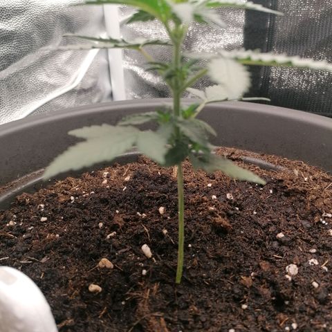 Jack 47 XL Auto SEGUNDA growlog timeline photo