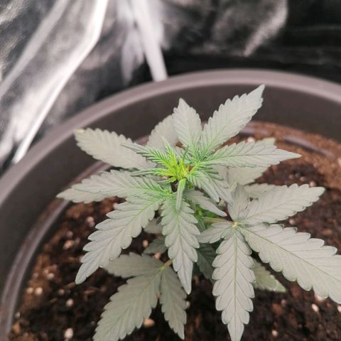 Jack 47 XL Auto SEGUNDA growlog timeline photo