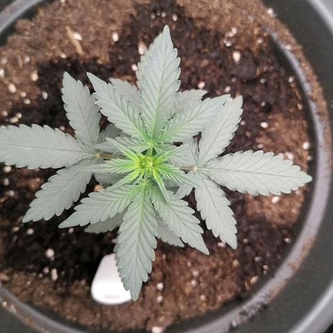 Jack 47 XL Auto SEGUNDA growlog timeline photo