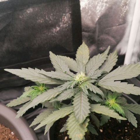 Jack 47 XL Auto PRIMERA growlog timeline photo