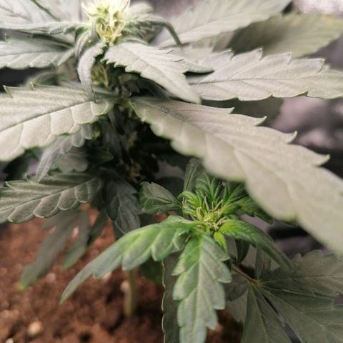 Jack 47 XL Auto PRIMERA growlog timeline photo