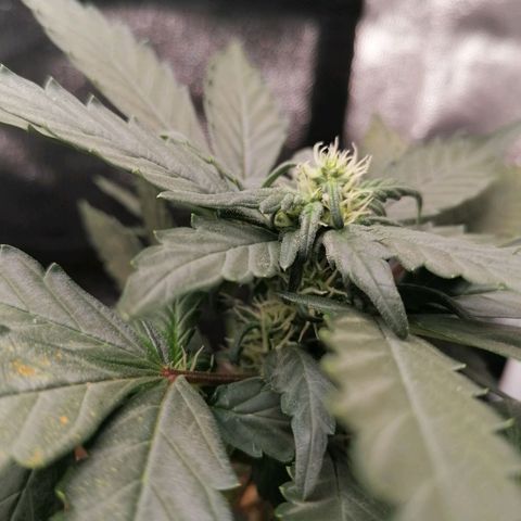 Jack 47 XL Auto PRIMERA growlog timeline photo