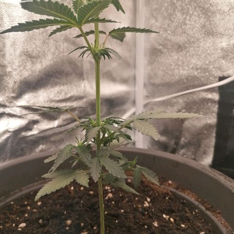 Jack 47 XL Auto SEGUNDA growlog timeline photo
