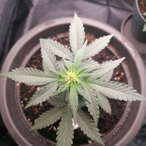 Jack 47 XL Auto SEGUNDA growlog timeline photo