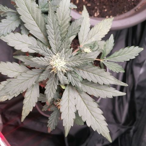 Jack 47 XL Auto PRIMERA growlog timeline photo