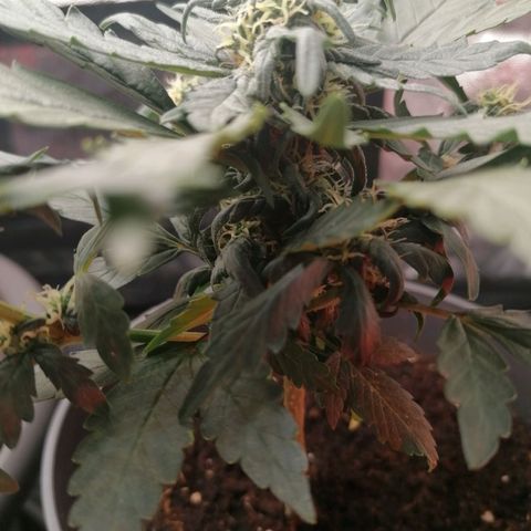 Jack 47 XL Auto PRIMERA growlog timeline photo