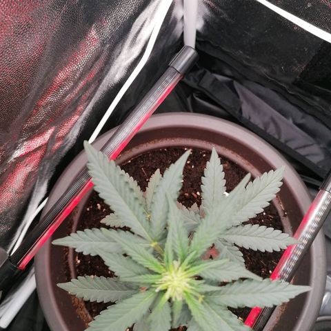 Jack 47 XL Auto SEGUNDA growlog timeline photo