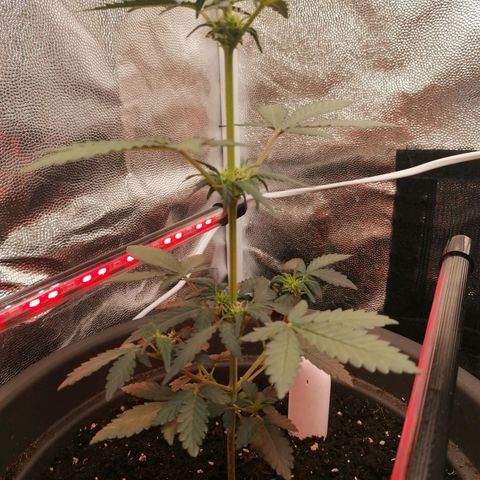 Jack 47 XL Auto SEGUNDA growlog timeline photo