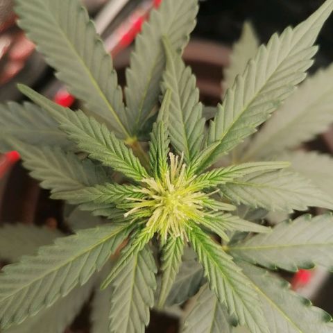 Jack 47 XL Auto SEGUNDA growlog timeline photo