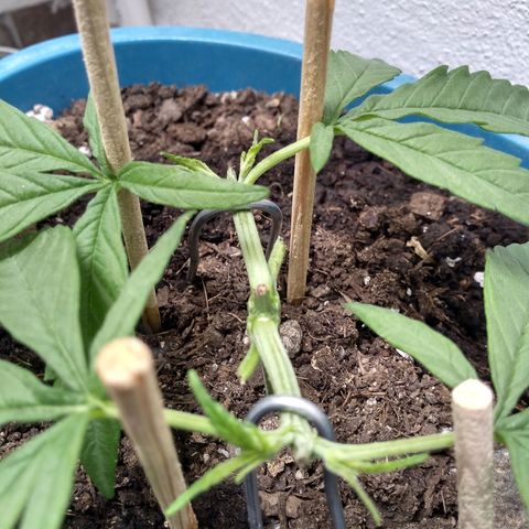 Dana growlog timeline photo