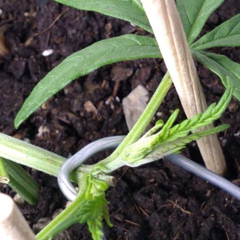 Dana growlog timeline photo