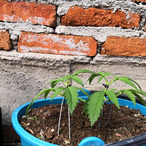Dana growlog timeline photo