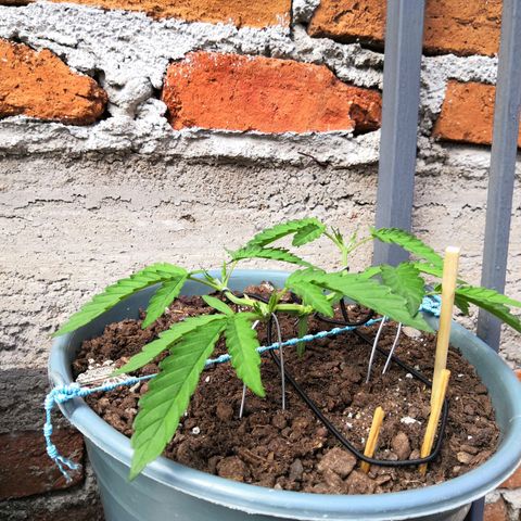 Dana growlog timeline photo