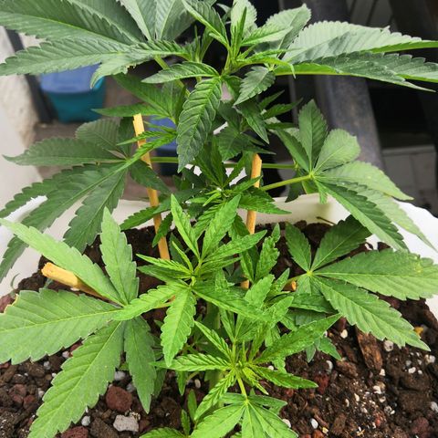 Purple machine  growlog timeline photo