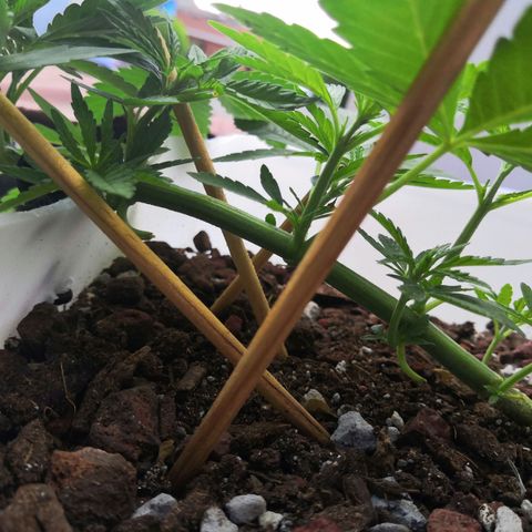 Purple machine  growlog timeline photo
